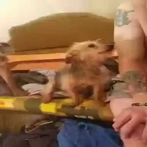 lost male dog mittins