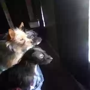 lost female dog deyani
