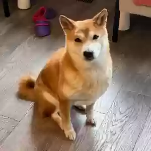 lost female dog pudding