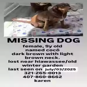 lost female dog unknown