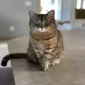 lost female cat whiskers