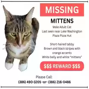 lost male cat mittens