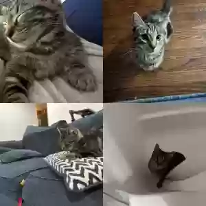 lost female cat mia