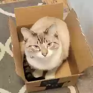 lost male cat potato