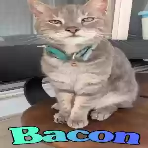 lost male cat bacon