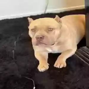 lost male dog ace