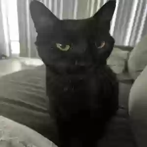 lost male cat sam