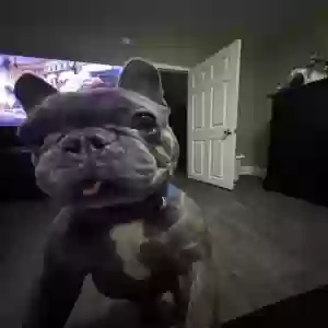 lost male dog bassiahs(bass)