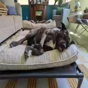 lost female dog parker