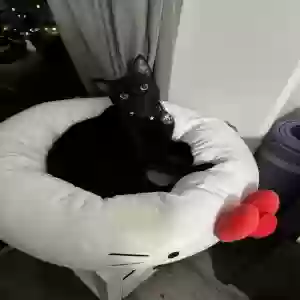lost female cat salam