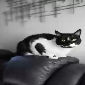 lost male cat kitty/oreo
