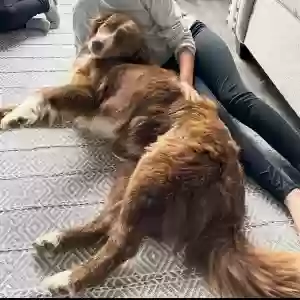 lost female dog aubrey sue