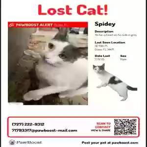 lost male cat unknown