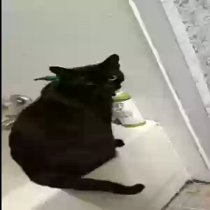 lost female cat luna