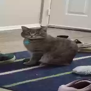 lost male cat harry