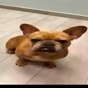 lost male dog coco