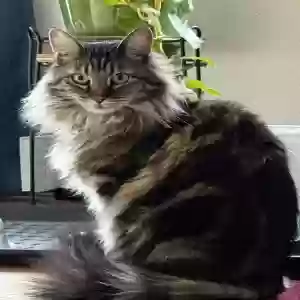 lost female cat beretta