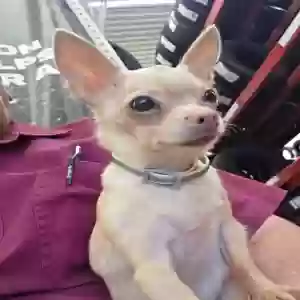 lost female dog tiny