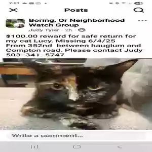 lost female cat lucy