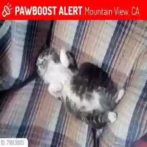 lost male cat sidney