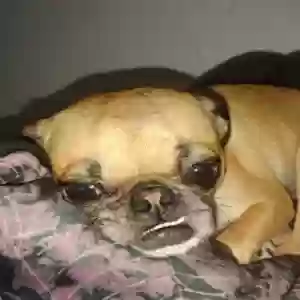 lost female dog penny