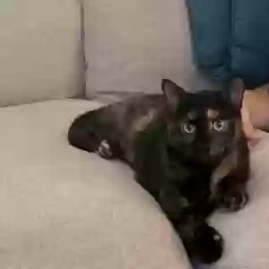 lost female cat yummi