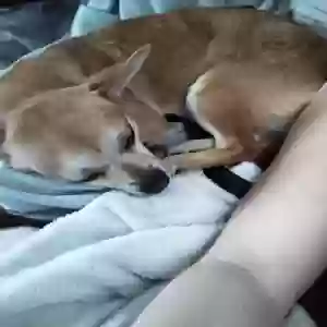 lost female dog ziggy calano