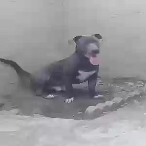 lost male dog lobito