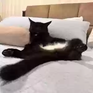 lost male cat percy