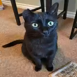 lost male cat nice