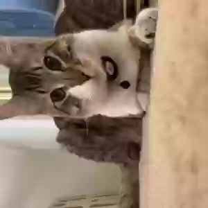 lost male cat leo
