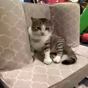 lost male cat judd