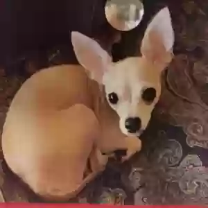 lost female dog tinkerbell