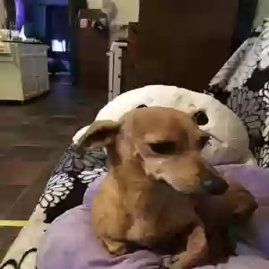 lost male dog mr. honey