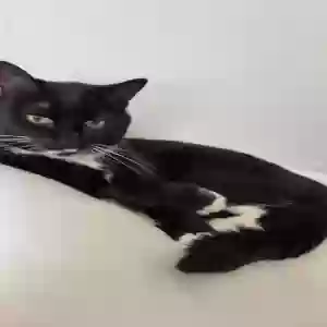 lost male cat bucie