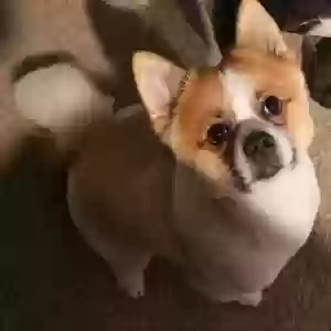 lost male dog popoy