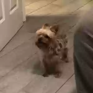 lost male dog liam