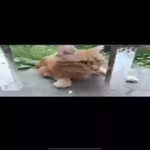 lost male cat diggins
