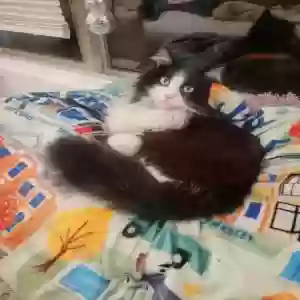 lost female cat bumi