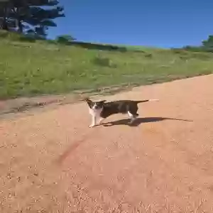 lost male dog bandit