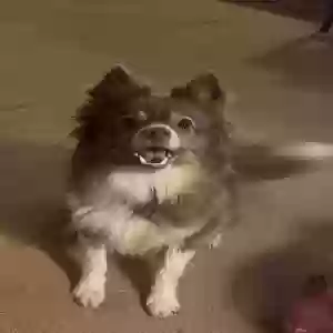 lost male dog toe