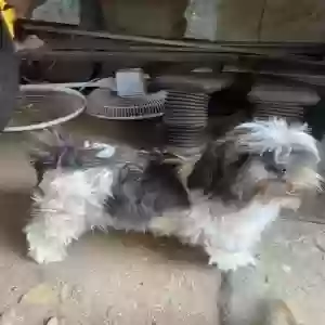 lost male dog nick