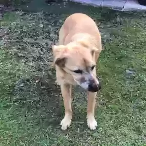 lost male dog rusty