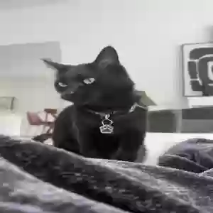 lost male cat ringo