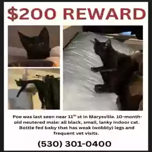 Lost Male Cat
