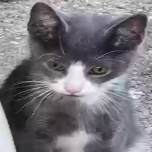 lost male cat haze
