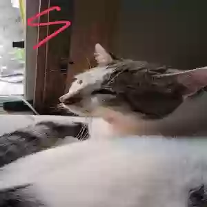 lost male cat unknown