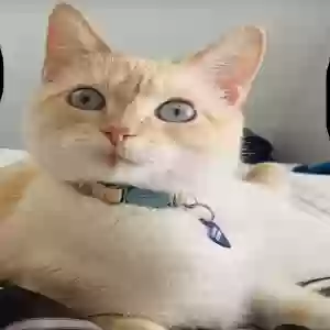 Lost Female Cat