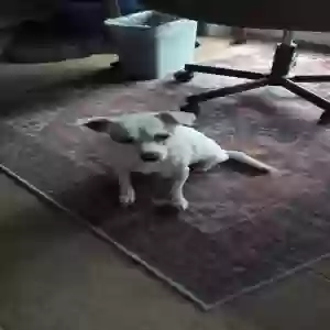 lost female dog taz