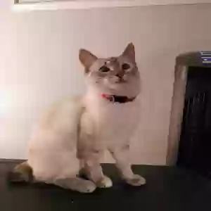 lost female cat knubz